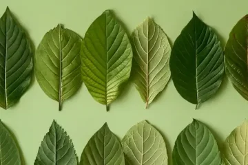 Kratom-Sorten – 3 Grundsorten, unendlich viele Unterarten