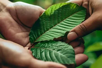 Kratom Experience - unzensierte Geschichten von Anwendern