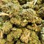 CBD Květy Amnesia Haze - Gramáž: 1g