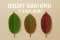 Druhy kratomu – 3 základní, nekonečno dalších