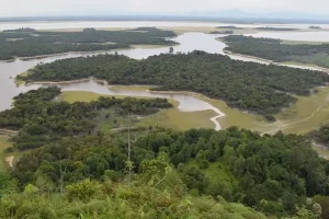 Jong kong: das Gebiet, in dem Ihr Lieblingskratom wächst