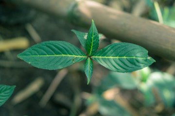 Kratom und die Leber: Stellt Kratom ein Risiko für deine Organe dar?