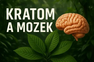 Jak působí kratom na mozek? Co se děje v hlavě po každé dávce