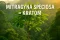 Mitragyna speciosa – strom, z jehož listů se vyrábí kratom