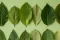 Kratom-Sorten – 3 Grundsorten, unendlich viele Unterarten