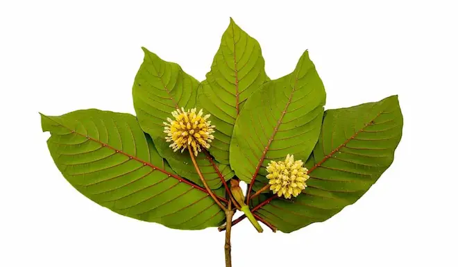 kratomové listy